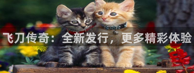 新宝GG官网代理开号：飞刀传奇：全新发行，更多精彩体验